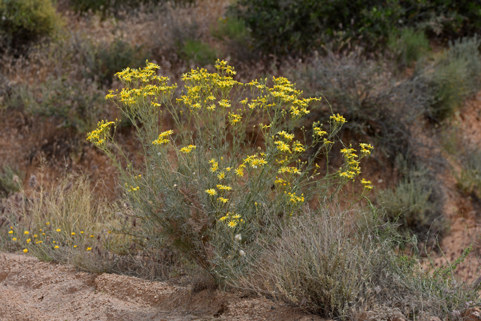 Threadleaf Groundsel, Senecio flaccidus